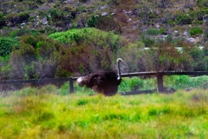 Kapkaupungin parhaat: Cape Point & Boulders Beach -ryhmäretki