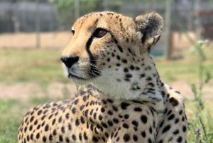 Cidade do Cabo: degustação de vinhos, casa da girafa e encontro com chitas