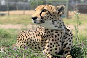 Cidade do Cabo: degustação de vinhos, casa da girafa e encontro com chitas