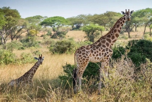 Cidade do Cabo: degustação de vinhos, casa da girafa e encontro com chitas