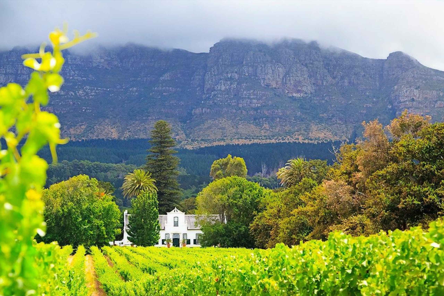 Cape Wineland : 3 vignobles primés