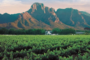Cape Wineland : 3 vignobles primés