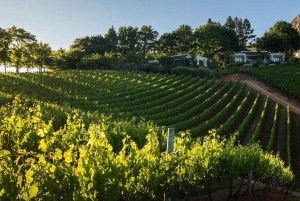 Cape Wineland : 3 vignobles primés