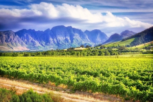 From Cape Town: South African Wine Tasting Day Tour