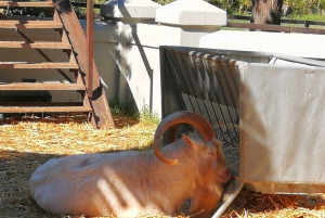 ケープ ワインランズ ファミリー ツアー & 野生動物との出会い