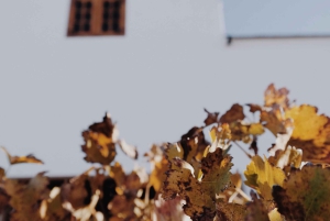 ケープ ワインランズ ファミリー ツアー & 野生動物との出会い