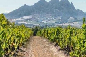 Cape winelands: Tour in Segway su strada e tour del vino e del formaggio in combo