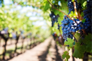 Cape Town: Paarl, Franschhoek & Stellenbosch Wine Tour
