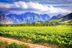 Cape Town: Paarl, Franschhoek & Stellenbosch Wine Tour