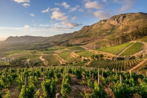 Tour privado del vino en Ciudad del Cabo: Visita a la mansión, visita a la bodega incluida