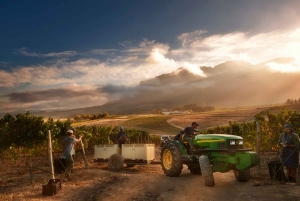 Capetown Winelands Half Day Tour with Local Guide