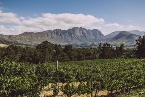 Capetown Winelands -puolen päivän kierros paikallisen oppaan kanssa