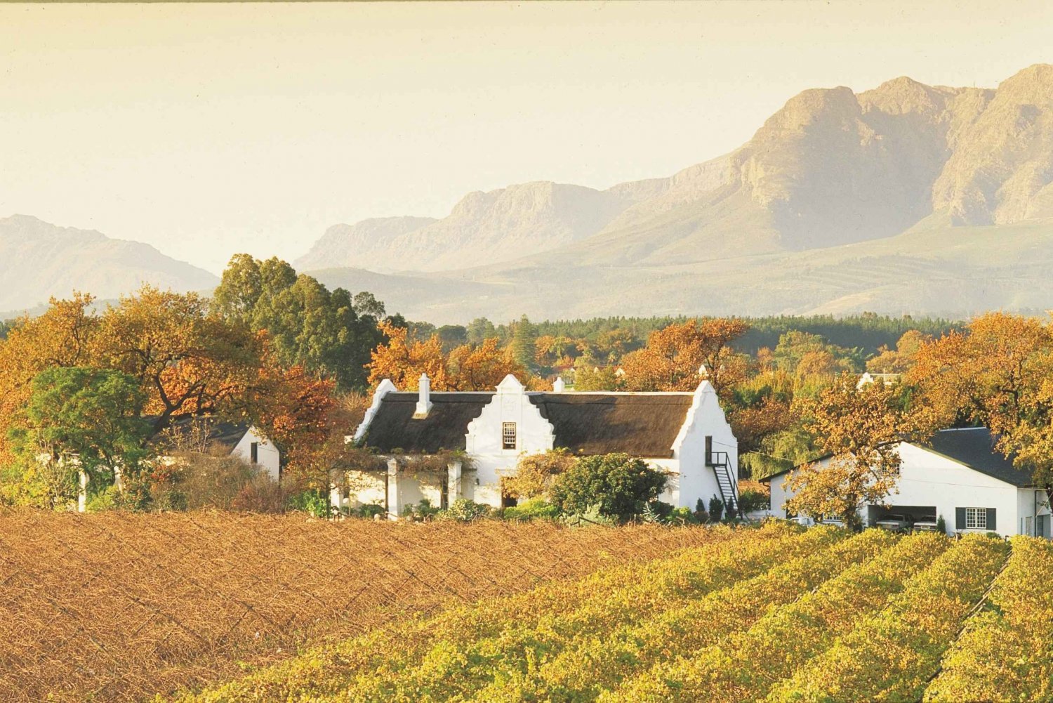 Capetown Winelands: Shared Half-Day Tour with Local Guide