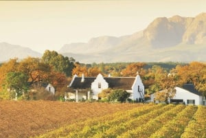 Capetown Winelands: Shared Half-Day Tour with Local Guide
