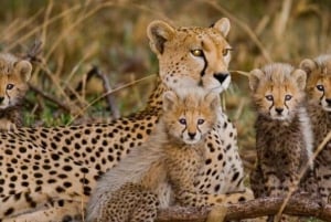 Encontro com chitas e excursão de degustação de vinhos do Cabo.