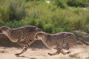 Encontro com chitas e excursão de degustação de vinhos do Cabo.