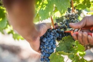 Encontro com chitas e excursão de degustação de vinhos do Cabo.