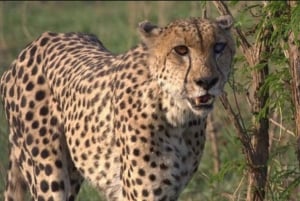 Encontro com chitas e excursão de degustação de vinhos do Cabo.