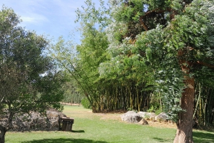 Cheetah, Giraffes Encounter, lion's park, and Wine Tasting