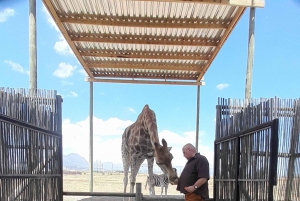 Cheetah, Giraffes Encounter, lion's park, and Wine Tasting