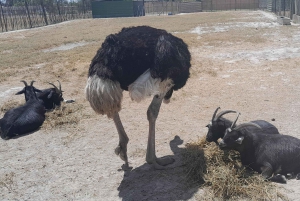 Cheetah, Giraffes Encounter, lion's park, and Wine Tasting