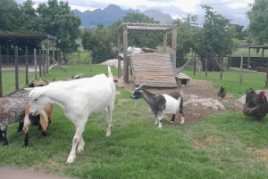 Cheetah, Giraffes Encounter, lion's park, and Wine Tasting