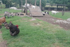 Cheetah, Giraffes Encounter, lion's park, and Wine Tasting