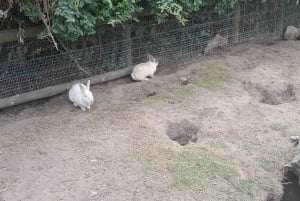 Cheetah, Giraffes Encounter, lion's park, and Wine Tasting