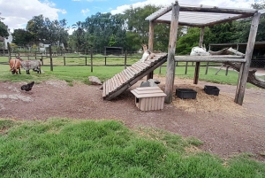 Cheetah, Giraffes Encounter, lion's park, and Wine Tasting