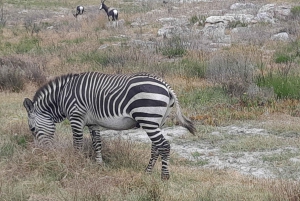 Cheetah, Giraffes Encounter, lion's park, and Wine Tasting