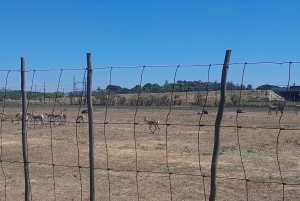 Cheetah, Giraffes Encounter, lion's park, and Wine Tasting