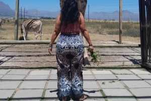 Cheetah, Giraffes Encounter, lion's park, and Wine Tasting