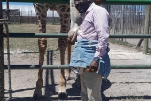 Cheetah, Giraffes Encounter, lion's park, and Wine Tasting