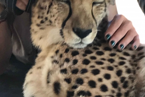 Cheetah, Giraffes Encounter, lion's park, and Wine Tasting