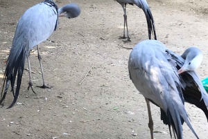 Cheetah, Giraffes Encounter, lion's park, and Wine Tasting