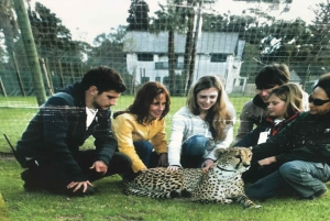 Cheetah, Giraffes Encounter, lion's park, and Wine Tasting