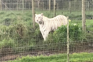 Cheetah, Giraffes Encounter, lion's park, and Wine Tasting