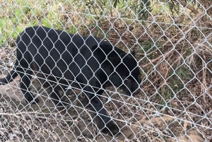 Cheetah, Giraffes Encounter, lion's park, and Wine Tasting