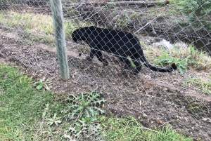 Cheetah, Giraffes Encounter, lion's park, and Wine Tasting