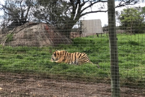 Cheetah, Giraffes Encounter, lion's park, and Wine Tasting