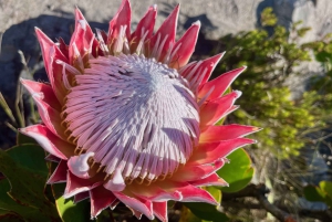 Escursione sulla Table Mountain India Venster e servizio di prelievo in hotel