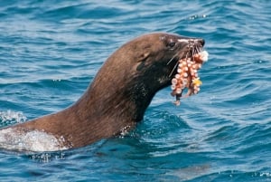 Combo Tour: Marine Wildlife Cruise & Wine Lands