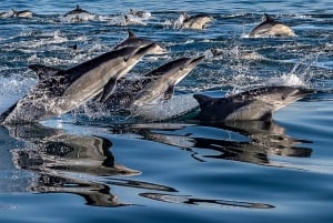 Tour combinato: crociera alla scoperta della fauna marina e delle zone vinicole
