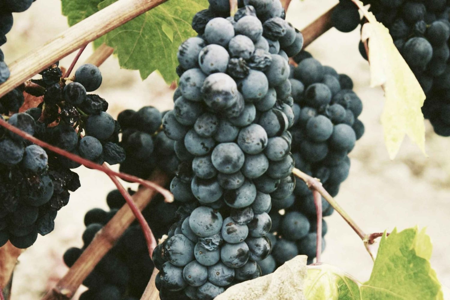 Констанция: опыт наследия виноделов