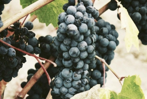 Констанция: опыт наследия виноделов