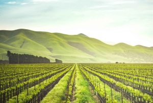 Констанция: опыт наследия виноделов