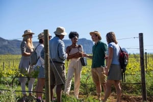 Constantia: Wine Walk with Lunch and Enchanting Stories