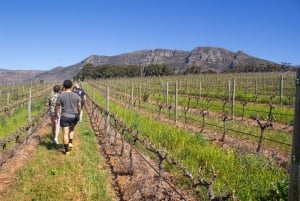 Cidade do Cabo: Caminhada icônica com comida, vinho e histórias em Constantia