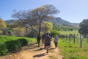 Cidade do Cabo: Caminhada icônica com comida, vinho e histórias em Constantia