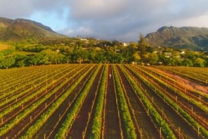 Kapstaden: Ikoniska Constantia Food, Wine and Story Walk